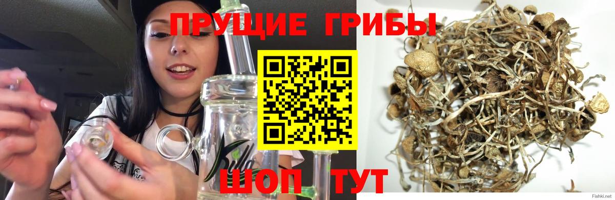 Псилоцибиновые грибы Cubensis  даркнет сайт  Горячий Ключ  Вход с VPN 
